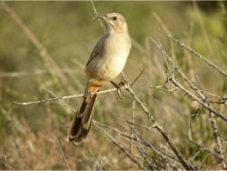 Le Conte's Thrasher